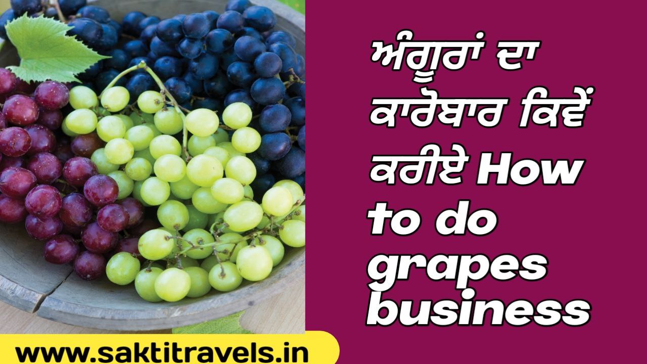 How to do grapes business